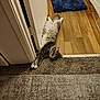 animal, carpet, cat, cozy, cute, domestic, door_frame, feline, fluffy, fur, hallway, home, indoor, lying_down, paw, pet, relaxed, resting, sleepy, wooden_floor