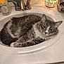 Pudgey joined the competition — help win amazing prizes! bathroom, cat, countertop, cozy, curled_up, decor, domestic_animal, faucet, fur, gray_tabby, hand_soap, indoor, lamp, orange_light, pet, relaxed, shells, sink, vanilla_pumpkin, white