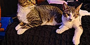 Mila is registered to the contest to win money with this photo: cat, tabby_cat, indoor, bed, black_blanket, furniture, nightstand, drawing, wall_art, pillow, curious, pet, animal, resting, cozy, cute, domestic_cat, two_animals, home, relaxed
