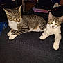 Mila joined the competition — help win amazing prizes! cat, tabby_cat, pet, animal, feline, indoor, resting, blanket, fur, whiskers, ears, eyes, paw, curious, relaxed, domestic, bedroom, furniture, couch, household