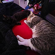 Mila joined the competition — help win amazing prizes! cat, sleeping, bed, blanket, feline, indoor, striped_cat, black_cat, resting, cozy, fur, paw, red_blanket, clothing, room, furniture, domestic_animal, pet, relaxation, napping