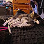 Mila is registered to the contest to win money with this photo: cat, sleeping, bedroom, blanket, furniture, dresser, clothing, indoor, pet, animal, cozy, paws, striped, white, black, fur, resting, domestic, relaxing, household