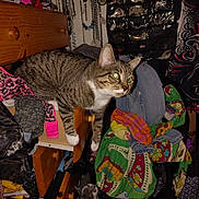 Mila is registered to the contest to win money with this photo: adidas, cat, clothes, clutter, colorful_fabric, curious, drawer, dresser, feline, furniture, gray_and_white_cat, hanging_accessories, indoor, jewelry, kitten, necklaces, pet, room, tabby_cat, textile