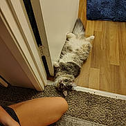 Pudge joined the competition — help win amazing prizes! cat, fluffy, doorway, carpet, wood_floor, relaxed, pet, indoor, animal, person, legs, hands, wristband, gray, white, fur, home, cozy, resting, cute