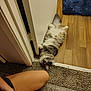 cat, fluffy, doorway, carpet, wood_floor, relaxed, pet, indoor, animal, person, legs, hands, wristband, gray, white, fur, home, cozy, resting, cute