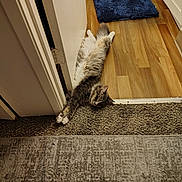 Pudge is registered to the contest to win money with this photo: animal, carpet, cat, cozy, domestic, doorway, feline, fluffy, fur, hallway, home, indoor, lounging, paw, pet, relaxed, resting, sleepy, stretching, wood_floor