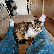 Zelda joined the competition — help win amazing prizes! cat, tabby_cat, jeans, white_socks, couch, indoor, cozy, relaxing, furniture, door, home_interior, carpet, person_legs, pet, animal, fur, striped, resting, comfortable, domestic