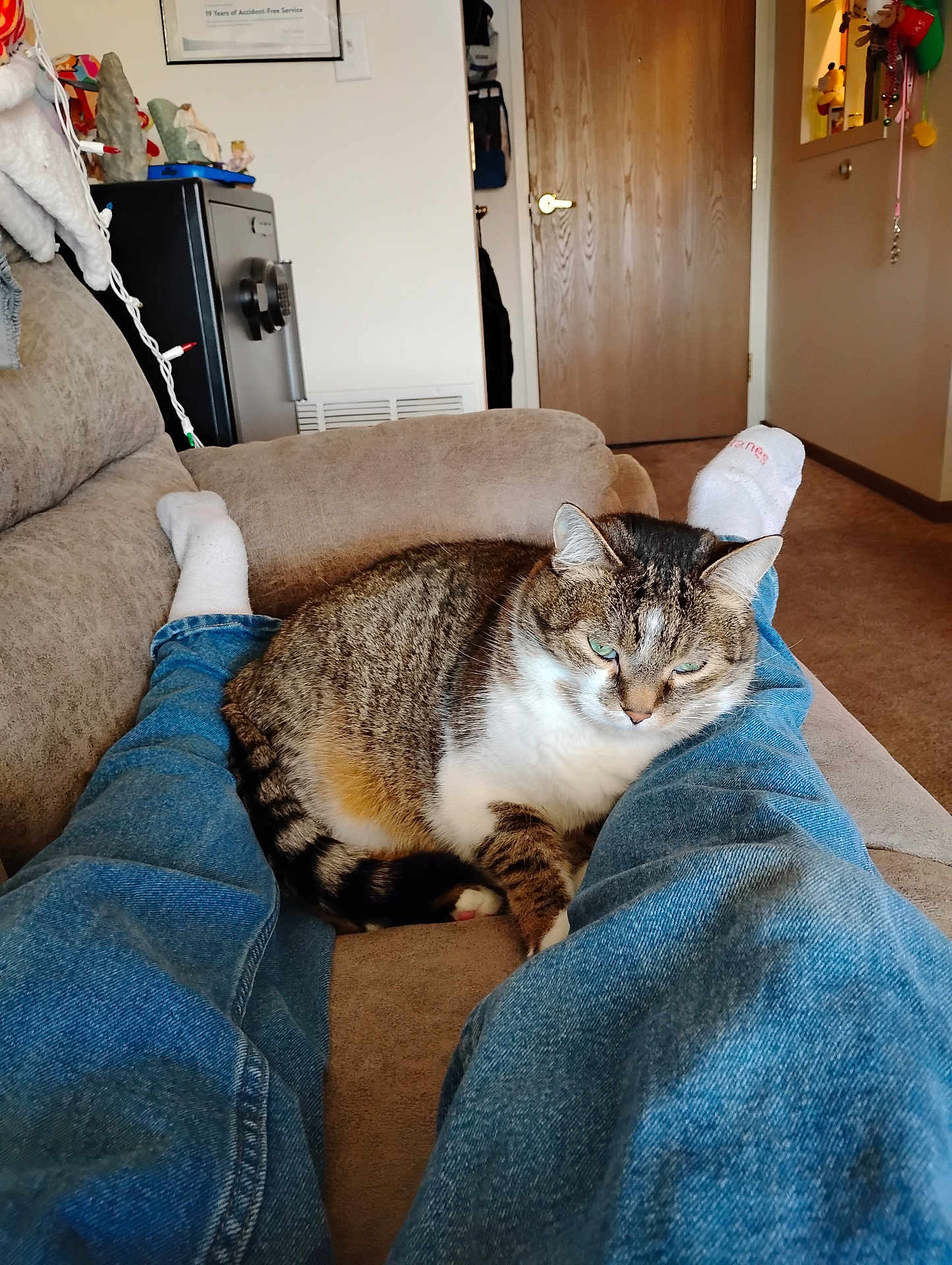 Zelda joined the competition — help win amazing prizes! cat, tabby_cat, jeans, white_socks, couch, indoor, cozy, relaxing, furniture, door, home_interior, carpet, person_legs, pet, animal, fur, striped, resting, comfortable, domestic