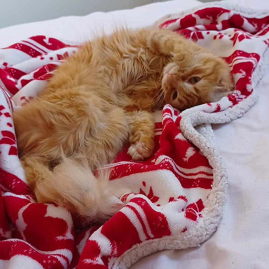 Mielle a rejoint le concours — aidez-le/la à gagner de superbes lots ! canidae, carmine, carnivore, cat, christmas, comfort, companion_dog, couch, dog_supply, fawn, felidae, fur, linens, nap, pattern, paw, small_to_medium_sized_cats, sporting_group, toy, whiskers