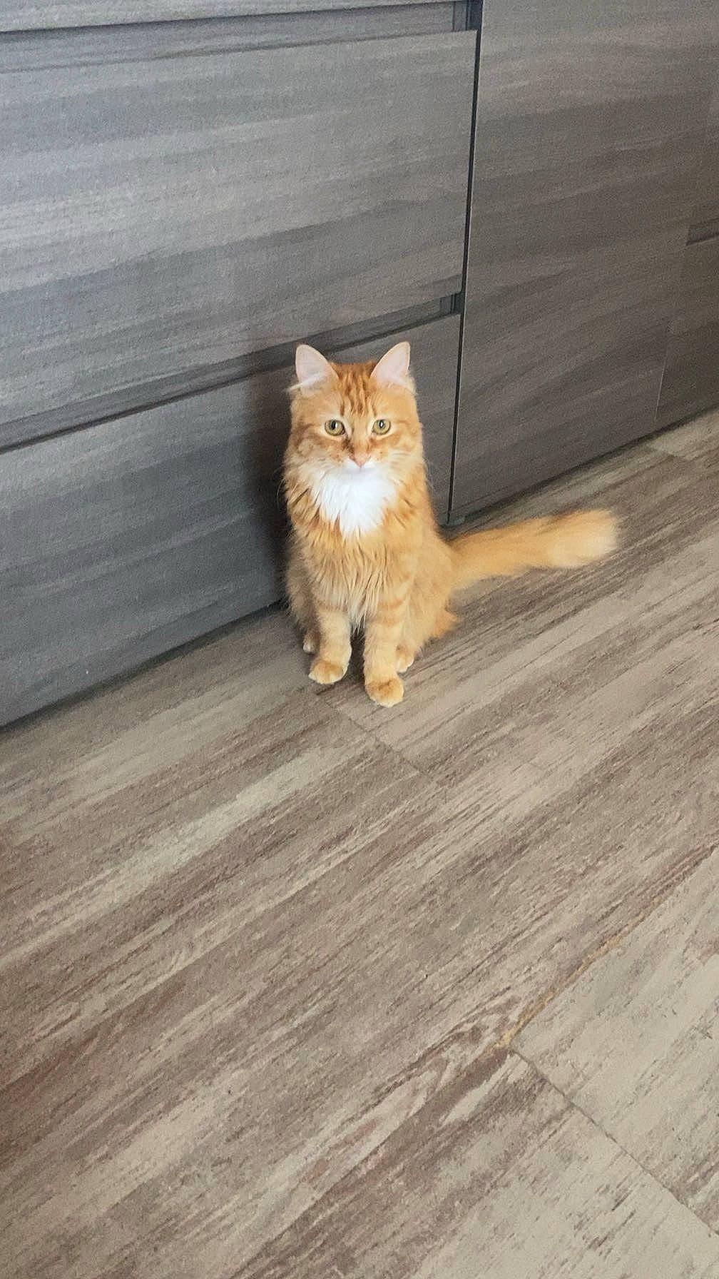 Mielle a rejoint le concours — aidez-le/la à gagner de superbes lots ! carnivore, cat, fawn, felidae, floor, flooring, hardwood, human_leg, laminate_flooring, paw, plywood, road_surface, small_to_medium_sized_cats, snout, tail, varnish, whiskers, window, wood, wood_stain