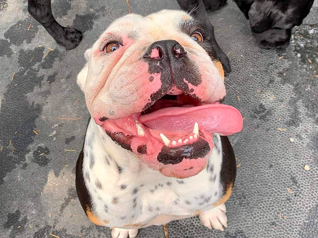 Bolton is registered to the contest to win money with this photo: bulldog, canidae, carnivore, collar, companion_dog, dog, dog_breed, dog_collar, dog_supply, fawn, molosser, non_sporting_group, old_english_bulldog, pet_supply, pink, snout, sporting_group, tar, whiskers, working_animal