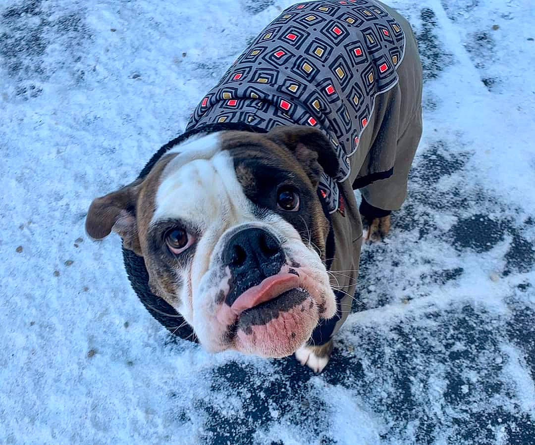 Lucha joined the competition — help win amazing prizes! bulldog, canidae, carnivore, companion_dog, dog, dog_breed, dog_clothes, dog_supply, fawn, freezing, ice, mammal, non_sporting_group, old_english_bulldog, pet_supply, snout, snow, sporting_group, winter, working_animal