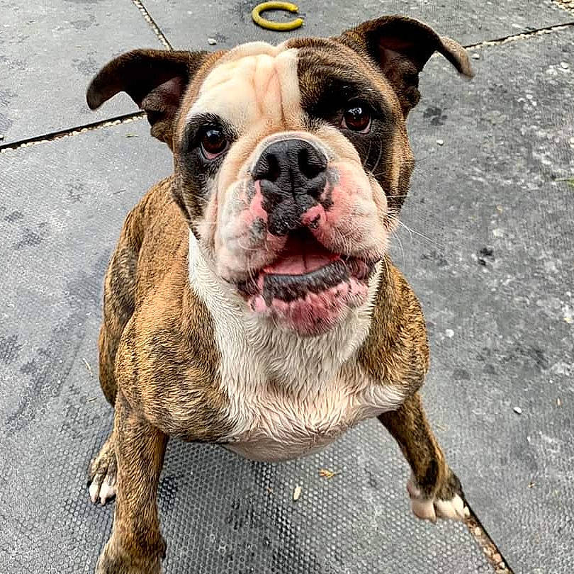 Lucha is registered to the contest to win money with this photo: bulldog, canidae, carnivore, collar, companion_dog, dog, dog_breed, dog_collar, fawn, fur, jaw, liver, old_english_bulldog, snout, sporting_group, tongue, whiskers, working_animal, wrinkle