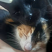 Berlioz is registered to the contest to win money with this photo: animal, black_cat, blur, calico_cat, cat, close_up, companion, cozy, cute, domestic_animal, feline, friendship, fur, intimate, pet, resting, sleeping, snuggling, soft_light, whiskers