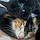 Berlioz