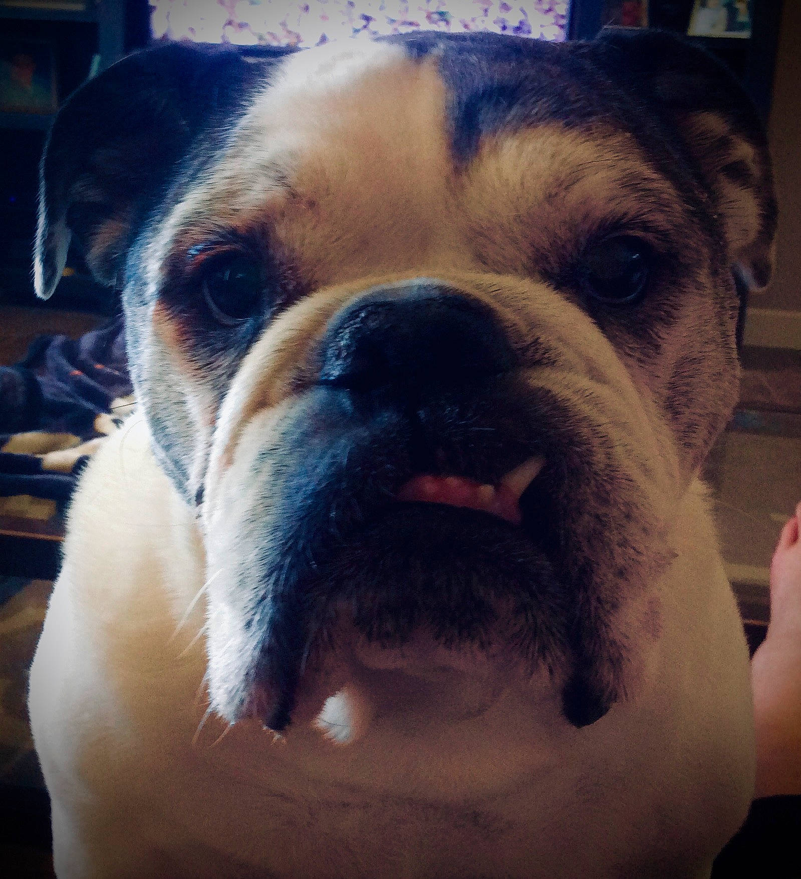 Moxie joined the competition — help win amazing prizes! bulldog, canidae, carnivore, comfort, companion_dog, dog, dog_breed, ear, eye, fawn, iris, jaw, molosser, puppy_love, selfie, snout, sporting_group, whiskers, working_animal, wrinkle