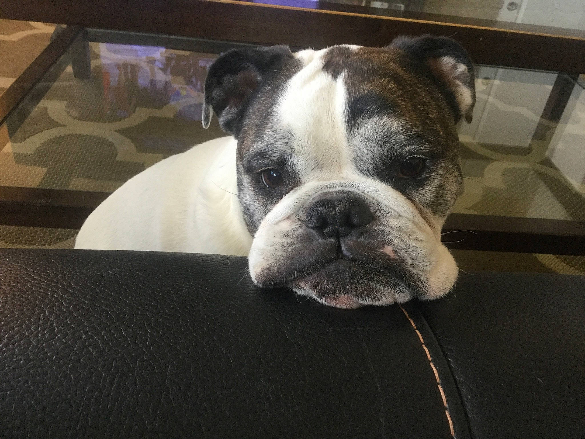 Moxie is registered to the contest to win money with this photo: bored, boston_terrier, bulldog, canidae, carnivore, comfort, companion_dog, couch, dog, dog_breed, ear, fawn, flooring, french_bulldog, snout, sporting_group, terrestrial_animal, toy_dog, whiskers, working_animal