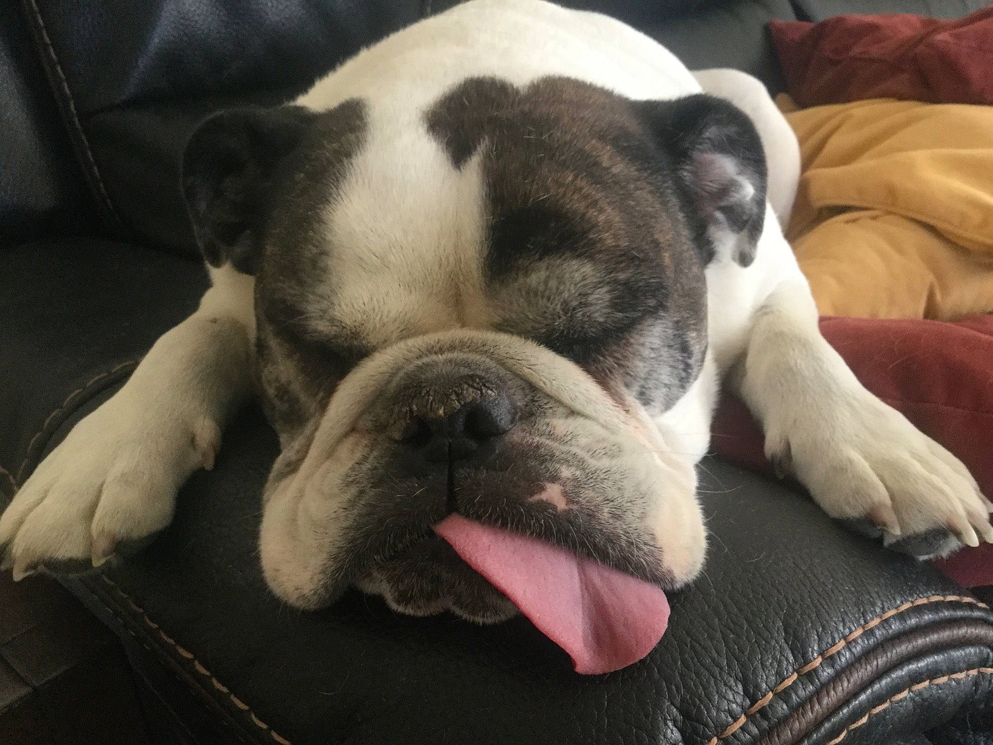 Moxie is registered to the contest to win money with this photo: bulldog, canidae, carnivore, close_up, cloud, comfort, companion_dog, dog, dog_breed, ear, eye, fawn, head, nose, snout, sporting_group, toy_dog, whiskers, working_animal, wrinkle