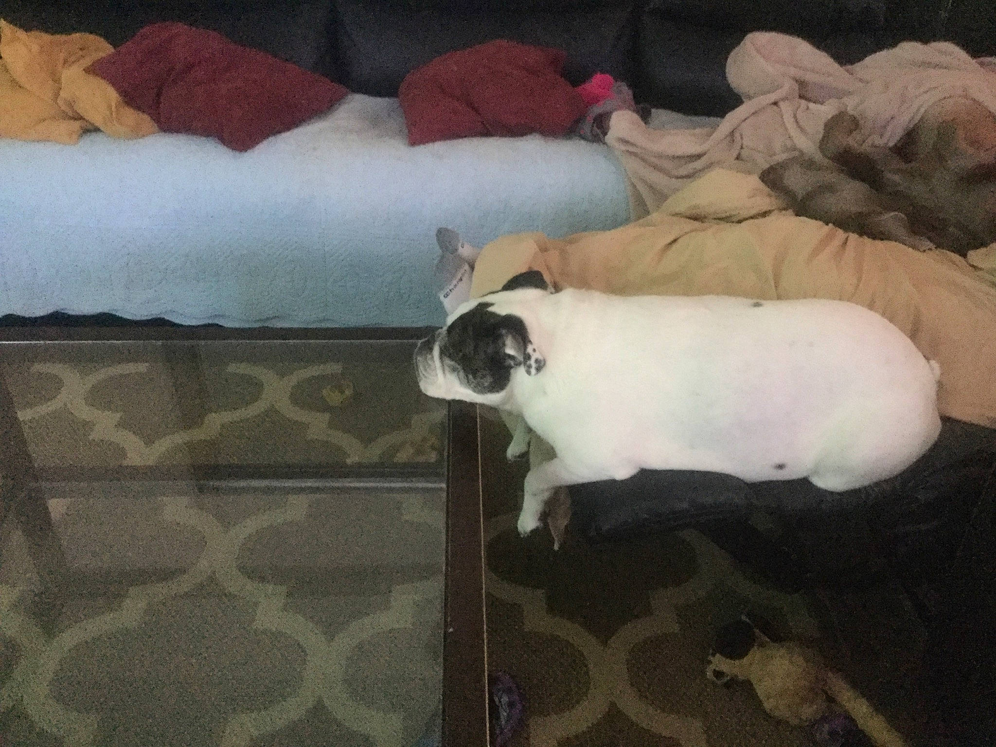 Moxie joined the competition — help win amazing prizes! carnivore, comfort, companion_dog, couch, dog, dog_breed, fawn, felidae, flooring, fur, hardwood, linens, nap, paw, pillow, small_to_medium_sized_cats, tail, toy_dog, whiskers, working_animal