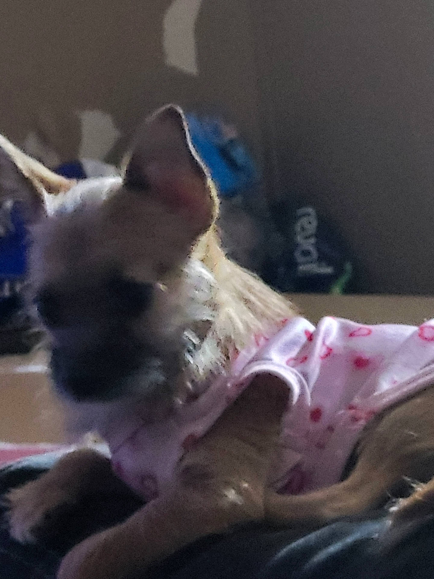 animal, blur, canine, clothing, cozy, cute, dim_light, dog, domestic, ears, fur, grainy, hearts, indoor, lying_down, pet, pink, puppy, resting, small_dog