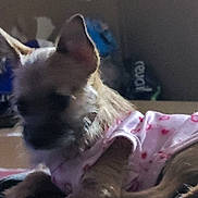 Bunbun is registered to the contest to win money with this photo: dog, pet, clothing, pink, hearts, indoor, animal, small_dog, lying_down, fur, ears, cute, blur, grainy, dim_light, cozy, resting, canine, domestic, puppy