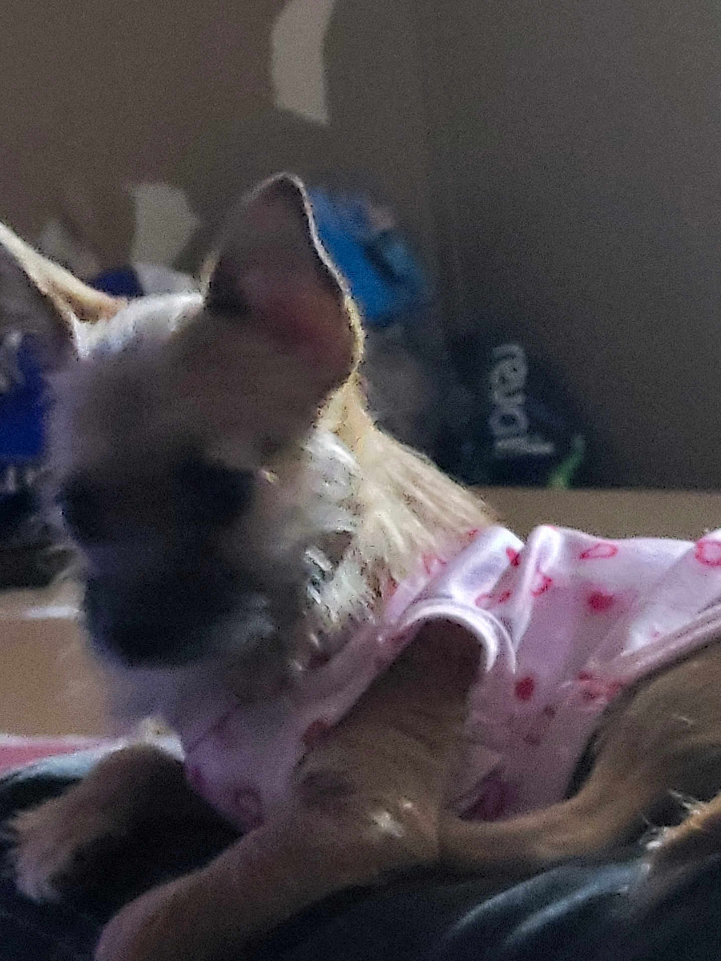Bunbun is registered to the contest to win money with this photo: dog, pet, clothing, pink, hearts, indoor, animal, small_dog, lying_down, fur, ears, cute, blur, grainy, dim_light, cozy, resting, canine, domestic, puppy