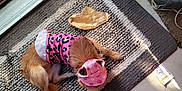 Bunbun joined the competition — help win amazing prizes! animal, brown_dog, cap, chew_treat, cozy, cute, dog, door, floor, indoor, patterned_clothing, pet, pink_clothing, playful, plush_toy, resting, rug, small_dog, sunlight, toy
