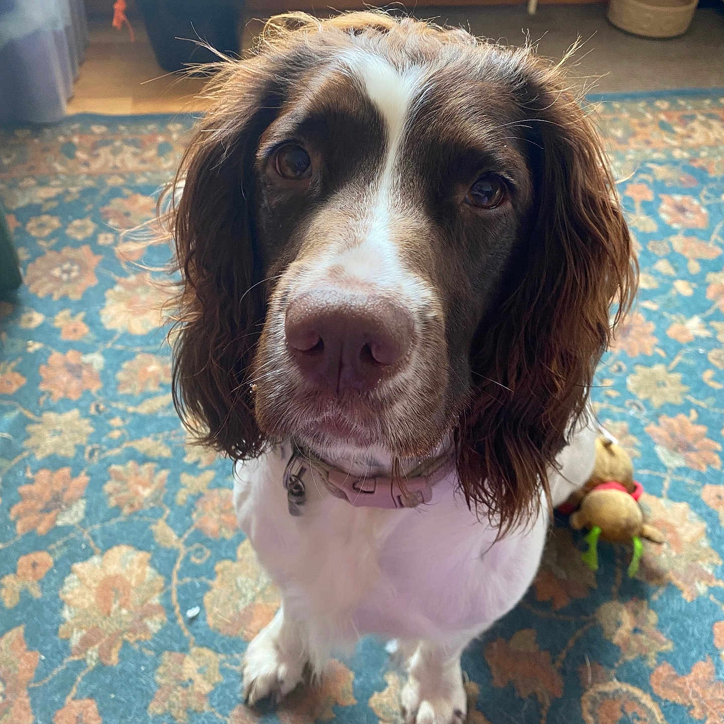 Tilly Bean joined the competition — help win amazing prizes! animal, brown, carpet, close_up, collar, curious, cute, dog, domestic_animal, ears, floor, fur, home, indoor, looking_up, mammal, nose, pet, toy, white