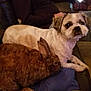 dog, rabbit, pet, animal, couch, indoor, furry, brown, white, closeup, companion, cozy, resting, cute, domestic, friendship, relaxed, fur, mammal, living_room