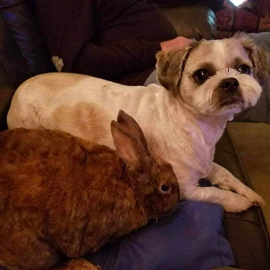 Harley Bing Jones joined the competition — help win amazing prizes! animal, brown, closeup, companion, couch, cozy, cute, dog, domestic, friendship, fur, furry, indoor, living_room, mammal, pet, rabbit, relaxed, resting, white