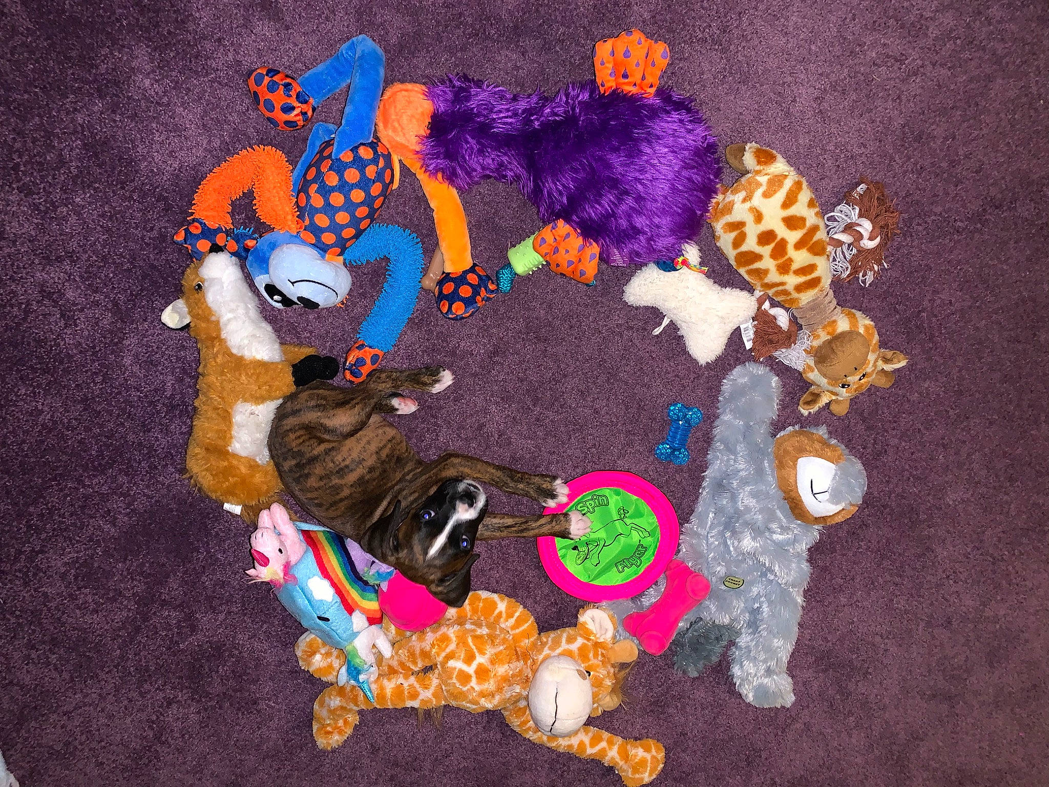 Rayna joined the competition — help win amazing prizes! canidae, illustration, non_sporting_group, stuffed_toy, toy