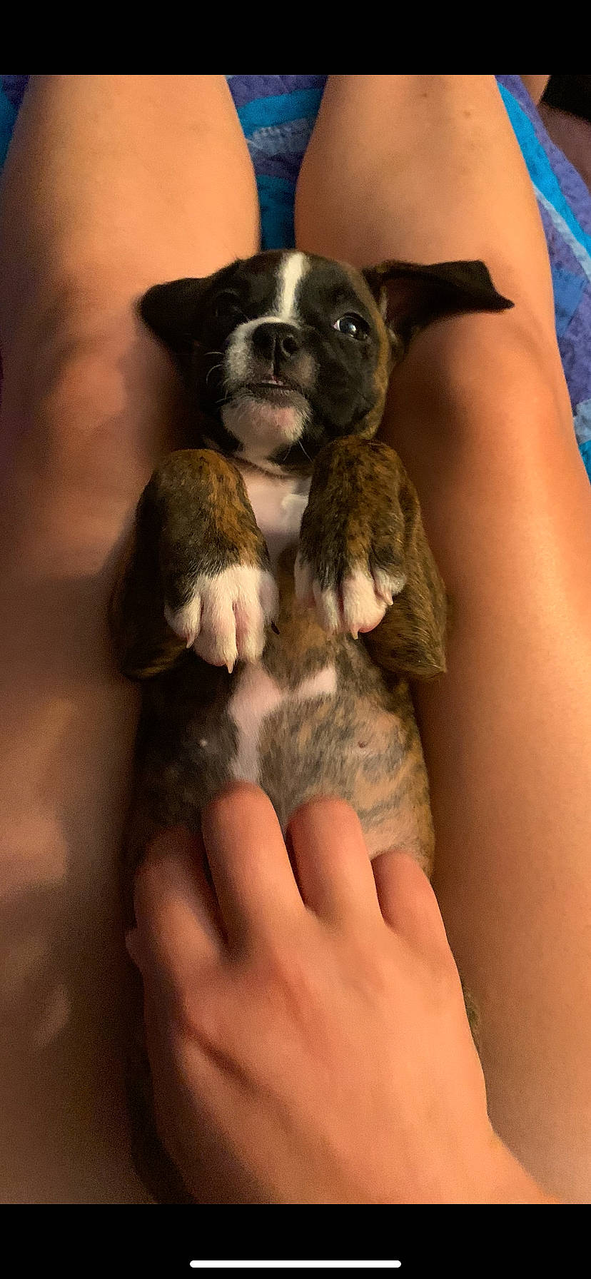 Rayna joined the competition — help win amazing prizes! boston_terrier, bulldog, canidae, carnivore, companion_dog, dog, dog_breed, fawn, french_bulldog, mammal, non_sporting_group, puppy, puppy_love, rare_breed_dog, snout, sporting_group, vertebrate