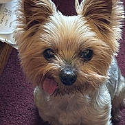 Freedom is registered to the contest to win money with this photo: animal, canine, carpet, close_up, companion, cute, dog, domestic_animal, fluffy_ears, fur, indoor, looking_up, mammal, pet, portrait, purple_carpet, scruffy, small_dog, tongue, tongue_out