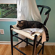 Sophie joined the competition — help win amazing prizes! cat, tabby_cat, chair, woven_chair, white_cloth, turtle_figurine, window, green_garden, indoor, wooden_floor, natural_light, furniture, pet, relaxing, animal, curtain, home, daylight, peaceful, decor