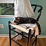 cat, tabby_cat, chair, woven_chair, white_cloth, turtle_figurine, window, green_garden, indoor, wooden_floor, natural_light, furniture, pet, relaxing, animal, curtain, home, daylight, peaceful, decor