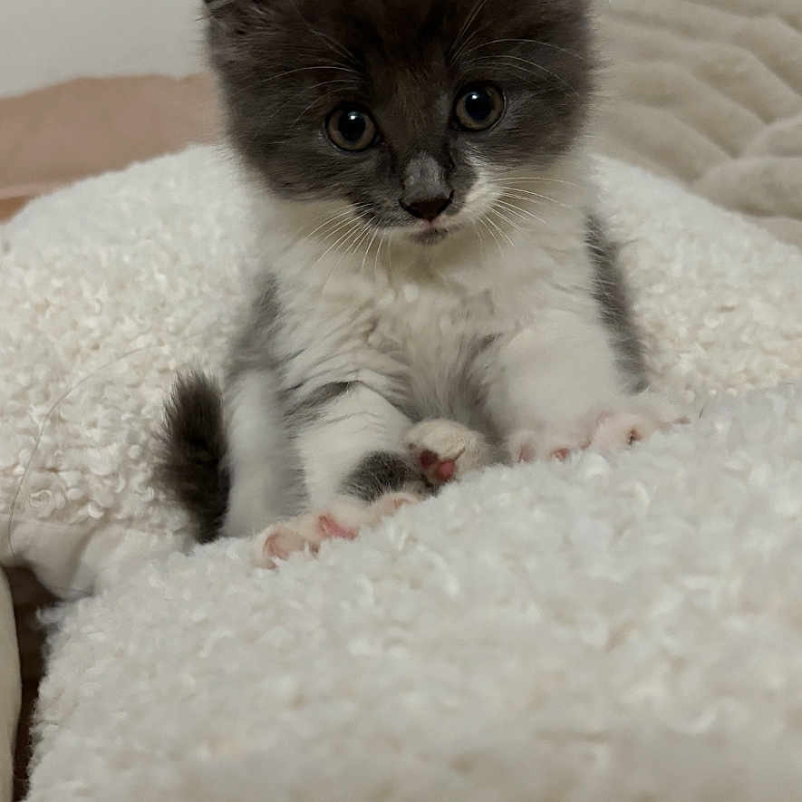 Zozo participe au concours pour gagner de l'argent avec cette photo : abyssinian, angora, animal, cat, kitten, manx, pet, siamese