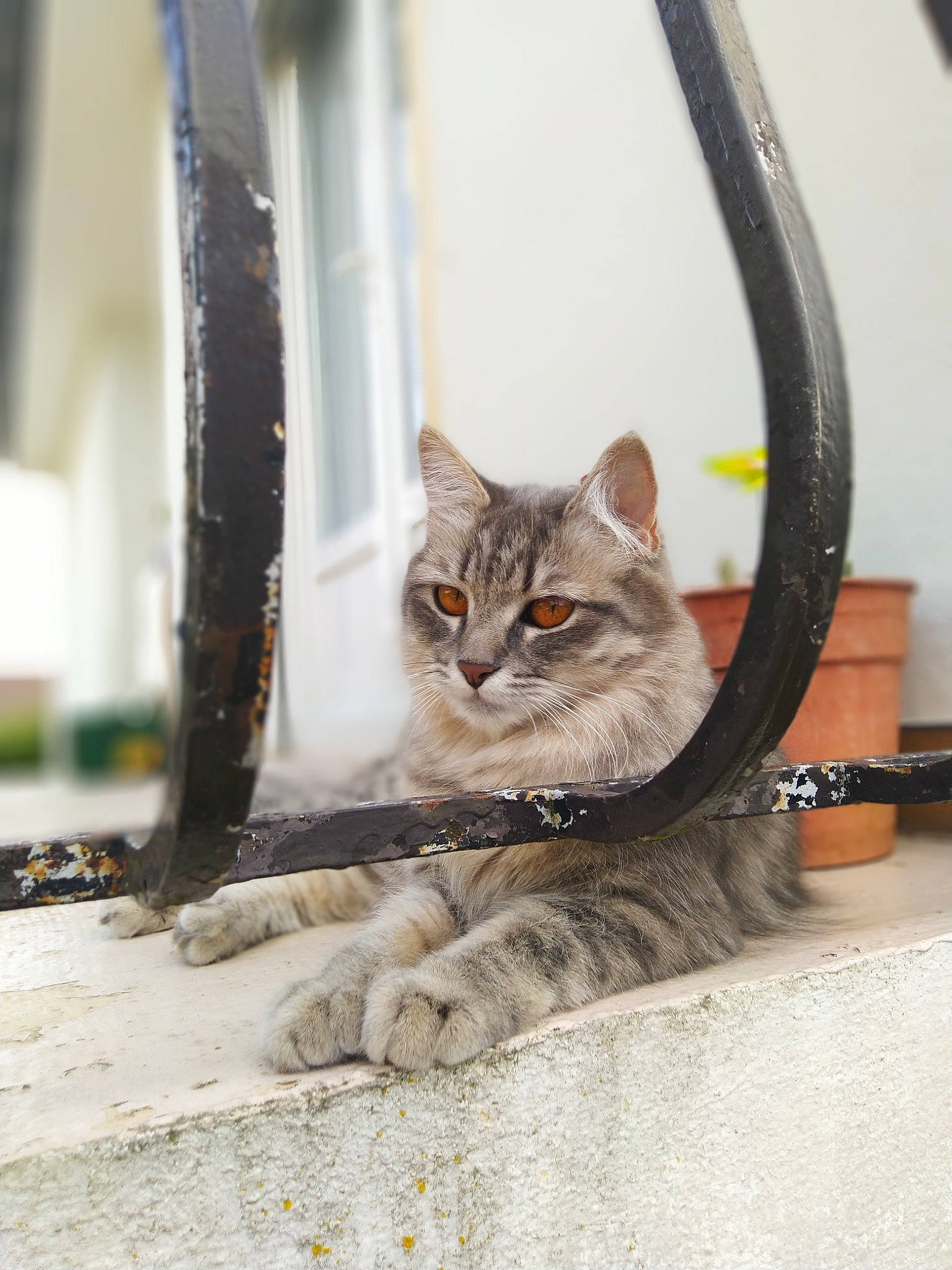 Masha a rejoint le concours — aidez-le/la à gagner de superbes lots ! american_shorthair, architecture, asian, carnivore, cat, domestic_short_haired_cat, dragon_li, european_shorthair, eye, felidae, floor, fur, kitten, small_to_medium_sized_cats, snout, tabby_cat, whiskers, wild_cat, window