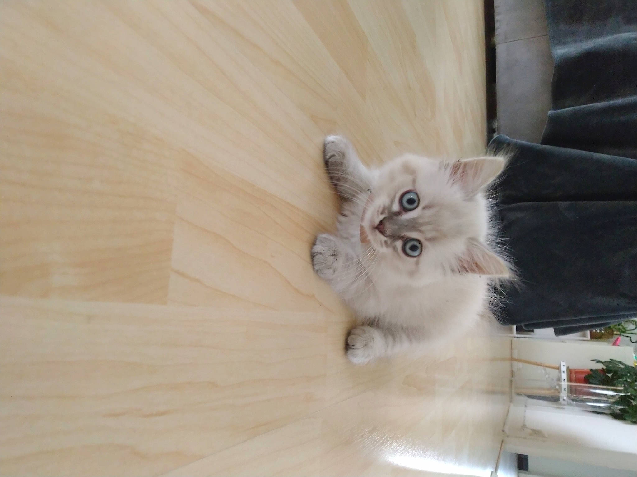 Cat-cat participe au concours pour gagner de l'argent avec cette photo : asian_semi_longhair, british_longhair, british_semi_longhair, carnivore, cat, domestic_long_haired_cat, eye, fawn, felidae, fur, kitten, mammal, norwegian_forest_cat, persian, ragamuffin, siberian, small_to_medium_sized_cats, turkish_angora, whiskers, wood