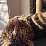 Pablo joined the competition — help win amazing prizes! cat, tabby, whiskers, eyes, upside_down, sunlight, window_blinds, indoor, fur, pet, close_up, relaxing, animal, cute, portrait, face, home, cozy, soft_light, sleeping_area