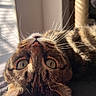 cat, tabby, whiskers, eyes, upside_down, sunlight, window_blinds, indoor, fur, pet, close_up, relaxing, animal, cute, portrait, face, home, cozy, soft_light, sleeping_area