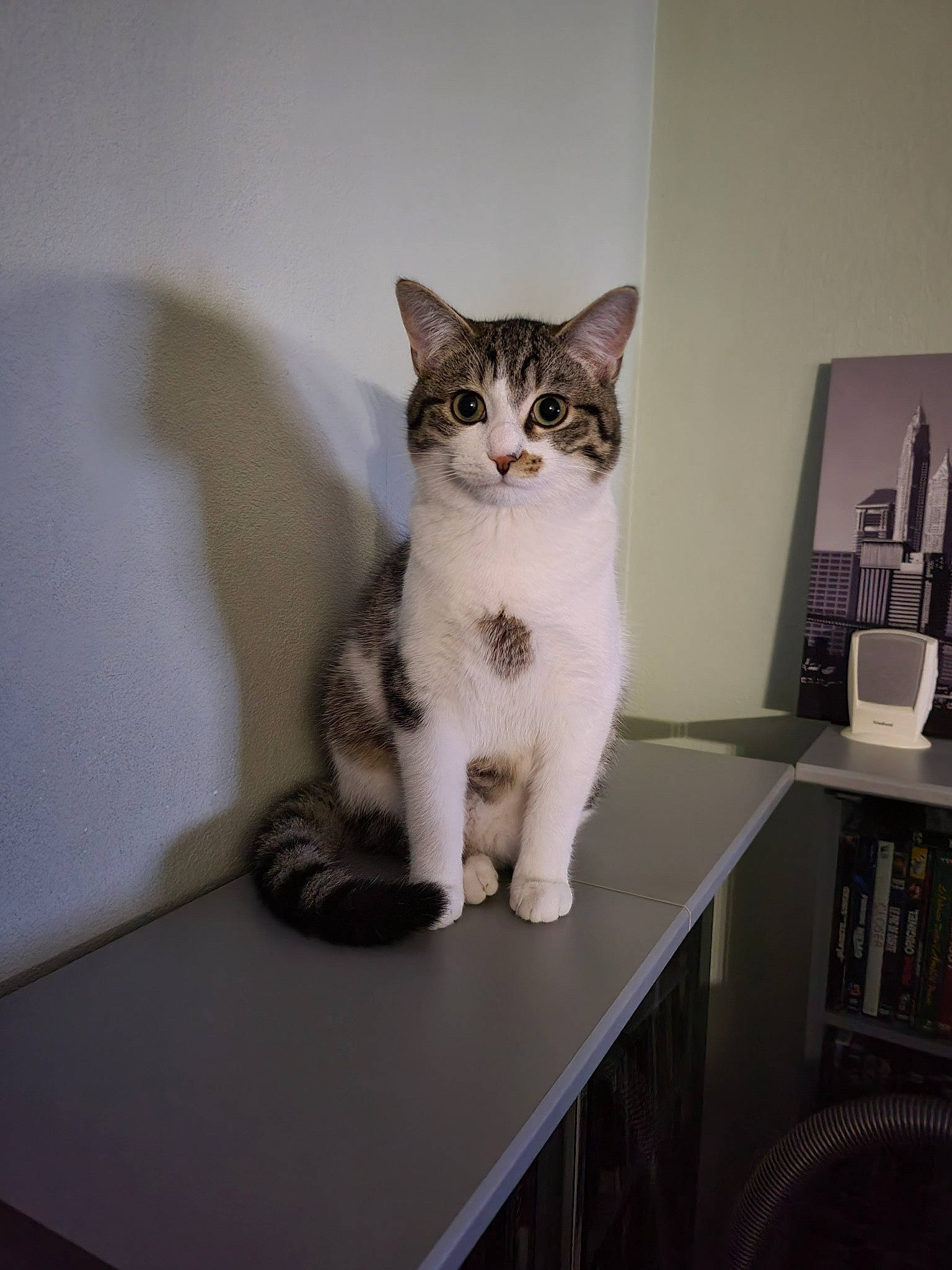 Diabolo participe au concours pour gagner de l'argent avec cette photo : bookcase, carnivore, cat, desk, domestic_short_haired_cat, drawer, felidae, fur, grey, paw, picture_frame, shelf, shelving, small_to_medium_sized_cats, table, tail, whiskers, window, wood
