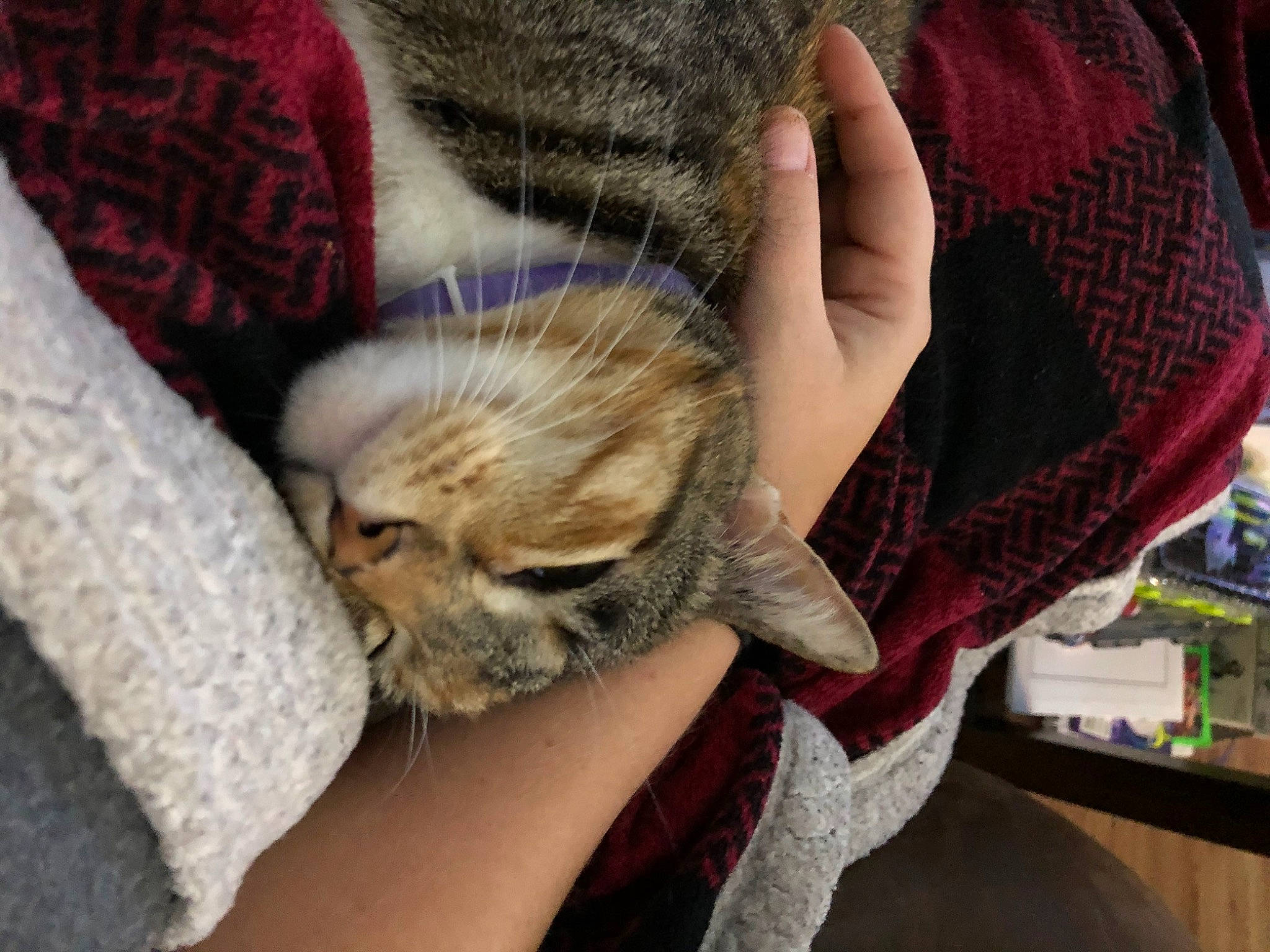 Aria joined the competition — help win amazing prizes! carnivore, cat, comfort, companion_dog, dog_breed, domestic_short_haired_cat, fawn, felidae, fur, human_leg, lap, linens, nail, paw, small_to_medium_sized_cats, snout, tail, textile, thigh, whiskers