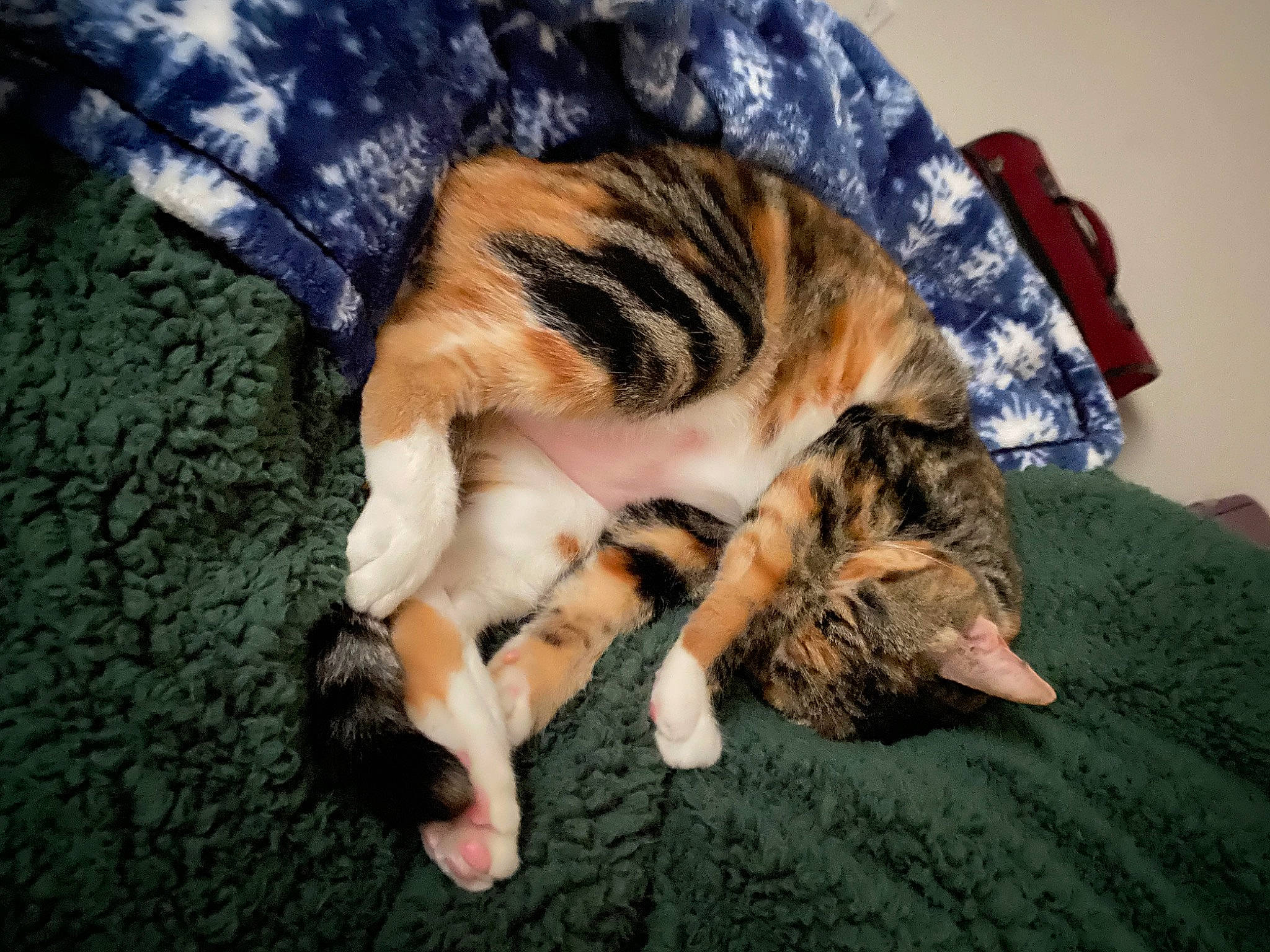 Aria joined the competition — help win amazing prizes! canidae, carnivore, cat, claw, comfort, companion_dog, dog_breed, domestic_short_haired_cat, fawn, felidae, fur, grass, mammal, paw, small_to_medium_sized_cats, snout, sporting_group, tail, vertebrate, whiskers