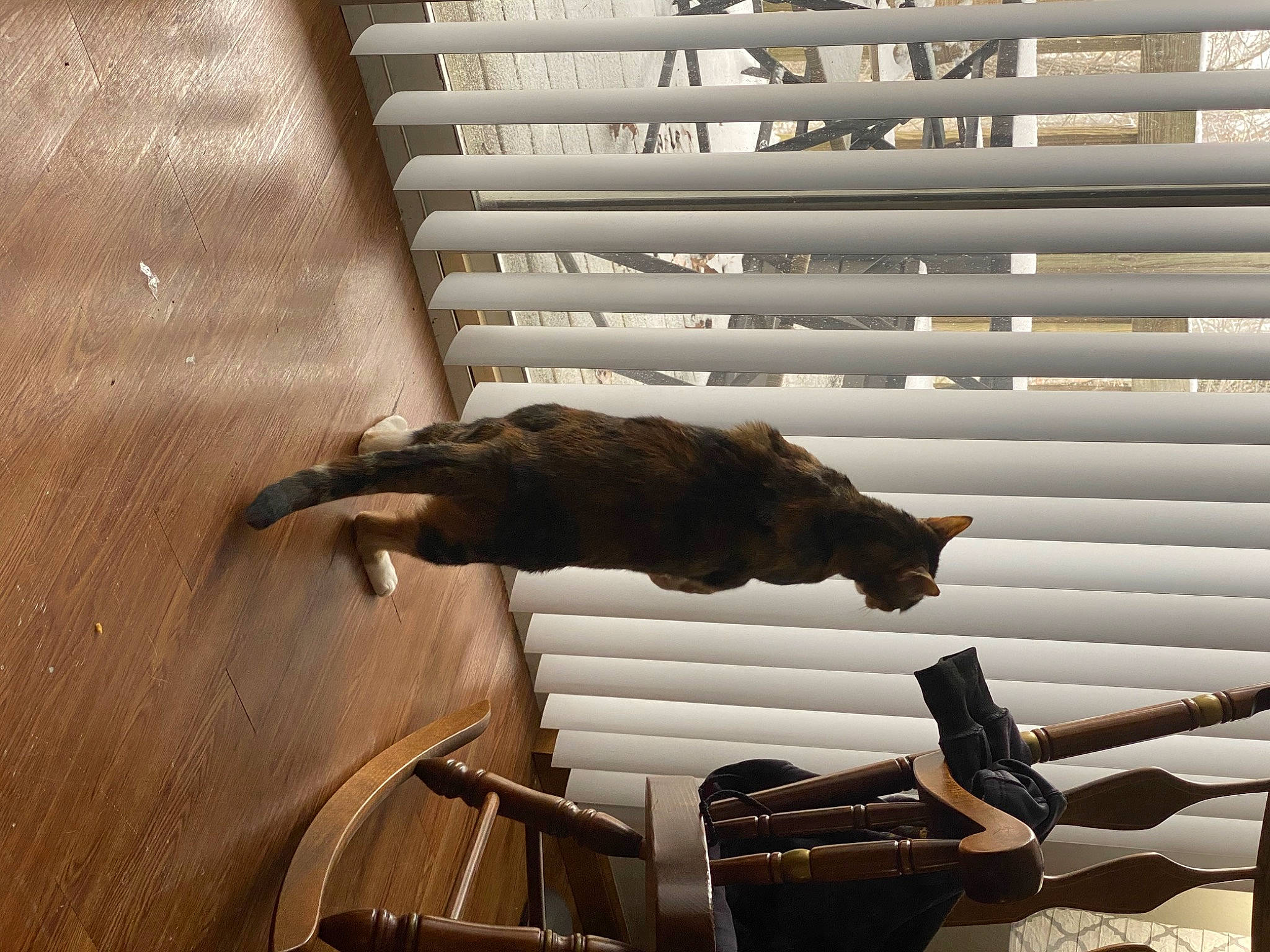 Aria is registered to the contest to win money with this photo: brown, carnivore, cat, comfort, felidae, flooring, hardwood, interior_design, mammal, pet_supply, room, shade, shadow, small_to_medium_sized_cats, tail, tints_and_shades, vertebrate, window_covering, window_treatment, wood