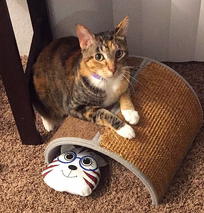 Aria joined the competition — help win amazing prizes! carnivore, cat, cat_supply, comfort, couch, domestic_short_haired_cat, eye, eyewear, felidae, foot, fur, lap, paw, small_to_medium_sized_cats, snout, tail, tree, vertebrate, whiskers, wood