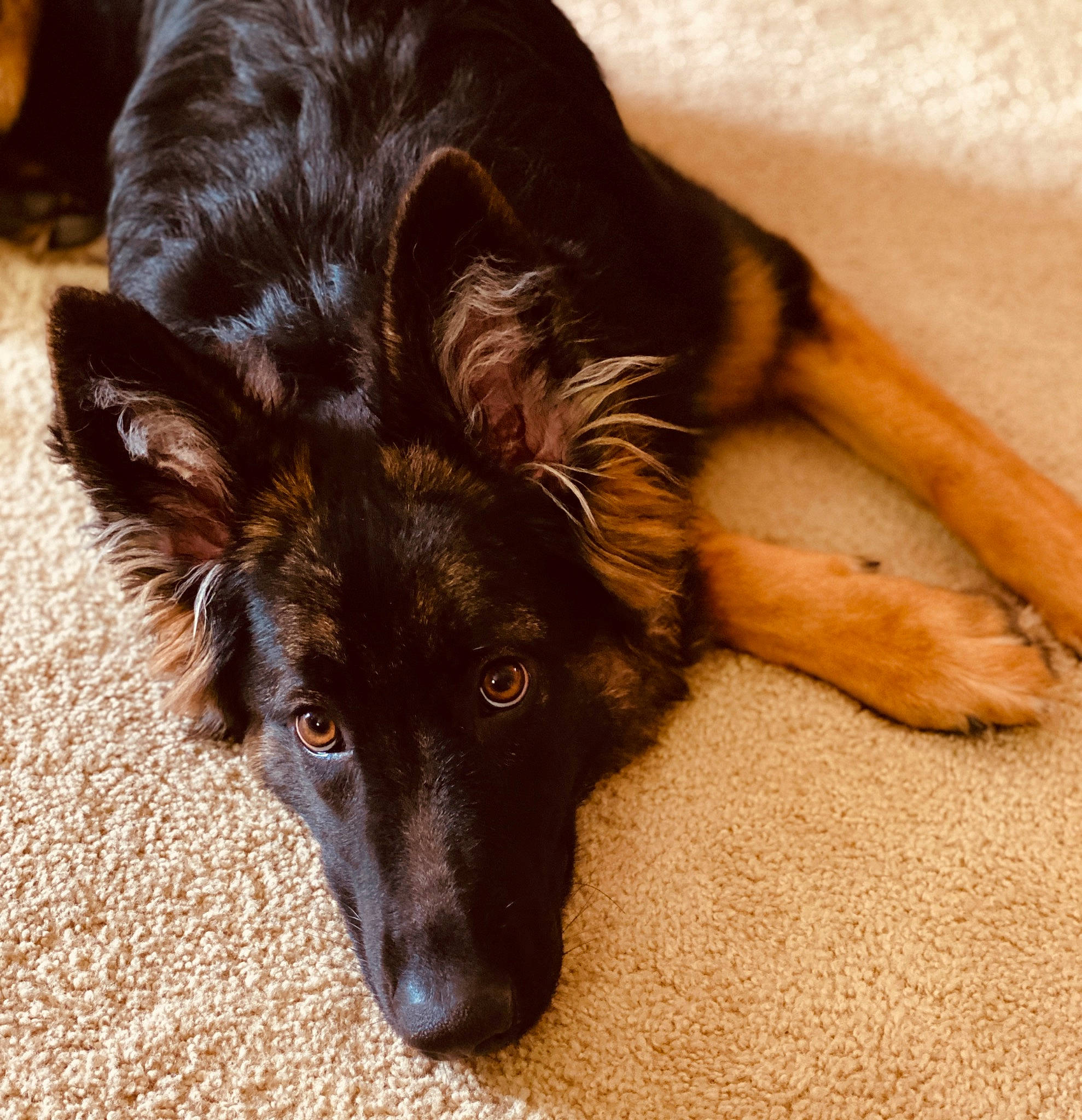 Sophie joined the competition — help win amazing prizes! canidae, carnivore, companion_dog, dog, dog_breed, ear, eye, fawn, foot, fur, german_shepherd_dog, head, jaw, liver, old_german_shepherd_dog, paw, snout, sporting_group, whiskers, working_animal