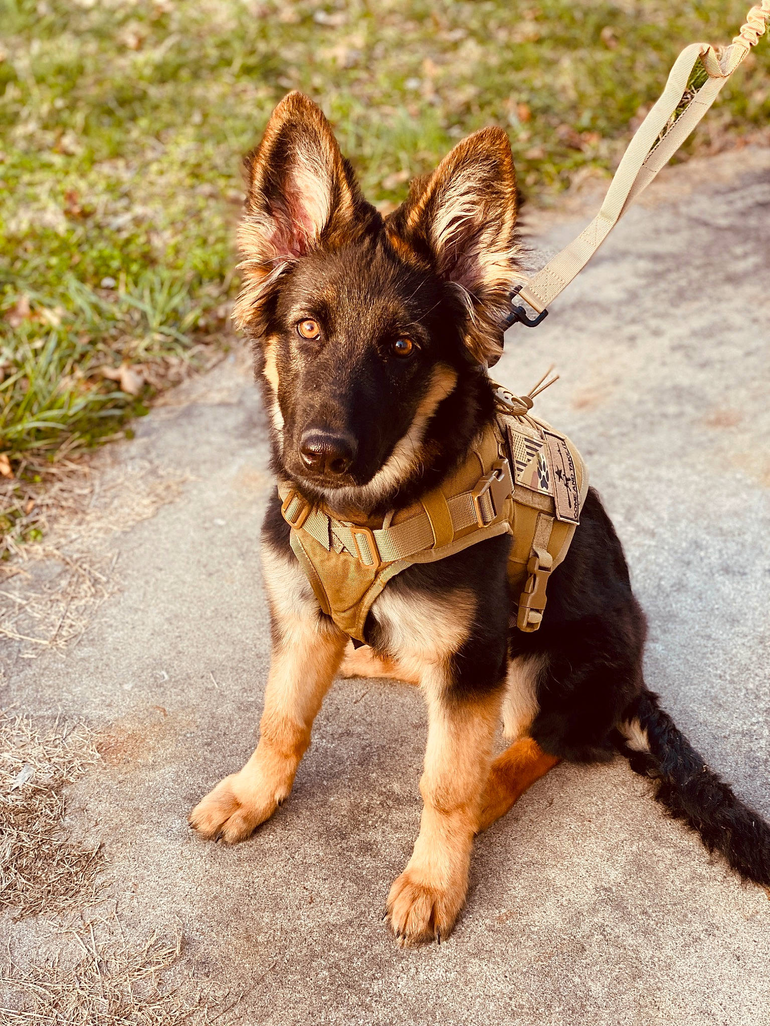 Sophie is registered to the contest to win money with this photo: canidae, carnivore, companion_dog, dog, dog_breed, dog_collar, dog_supply, fawn, fur, german_shepherd_dog, grass, guard_dog, leash, paw, plant, snout, sporting_group, terrestrial_animal, working_animal, working_dog