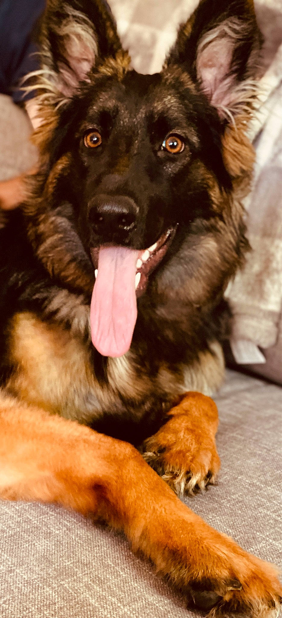 Sophie is registered to the contest to win money with this photo: ancient_dog_breeds, borador, canidae, carnivore, collar, companion_dog, dog, dog_breed, dog_collar, fur, guard_dog, herding_dog, king_shepherd, old_german_shepherd_dog, snout, sporting_group, terrestrial_animal, whiskers, working_animal, working_dog