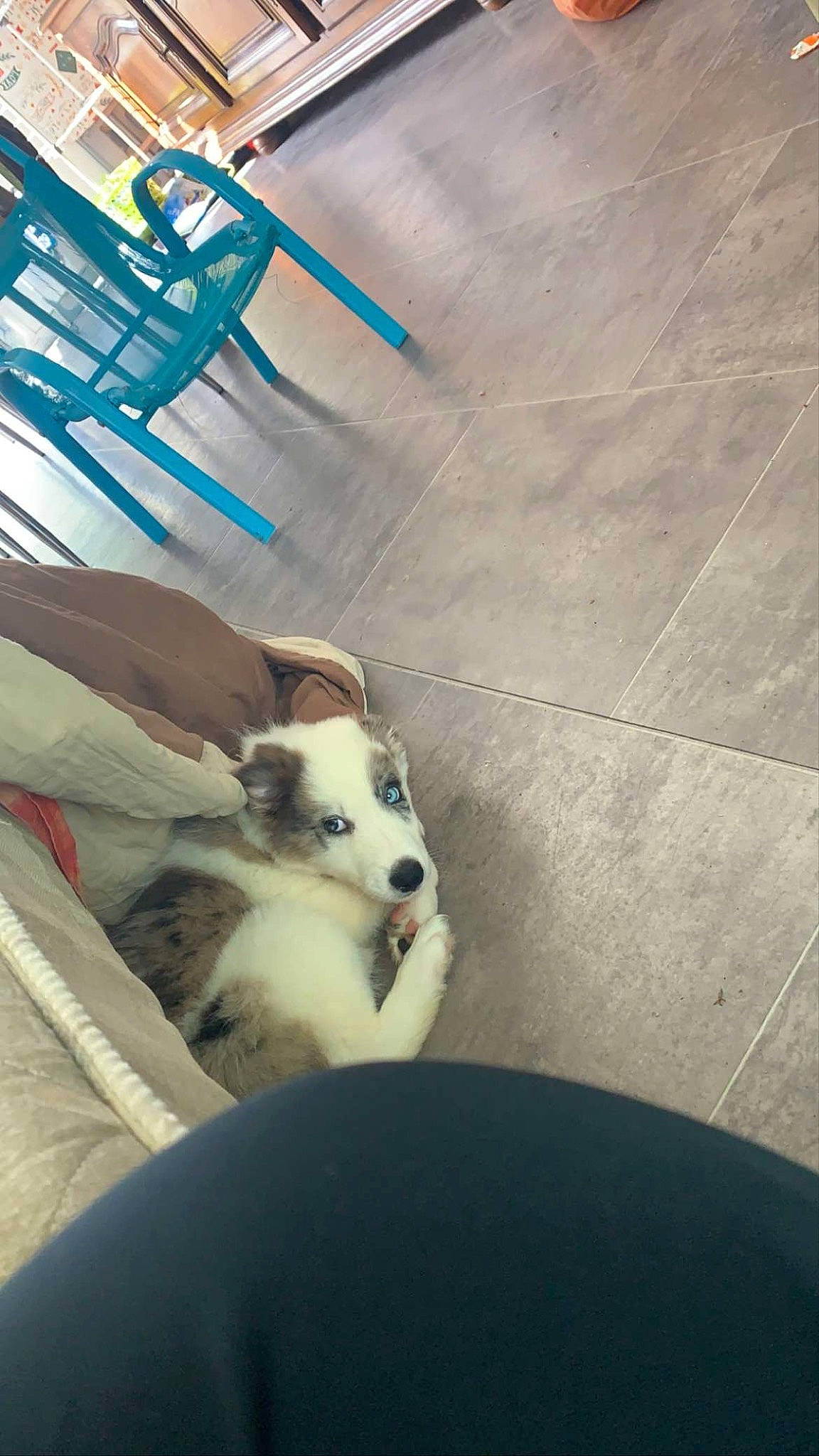 Azur a rejoint le concours — aidez-le/la à gagner de superbes lots ! ball, canidae, carnivore, cloud, comfort, companion_dog, dog, dog_breed, fawn, flooring, foot, fur, human_leg, paw, road_surface, snout, tints_and_shades, toy_dog, whiskers, wood