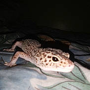 Elsa a rejoint le concours — aidez-le/la à gagner de superbes lots ! adaptation, eye, gecko, lizard, reptile, scaled_reptile, terrestrial_animal, vertebrate